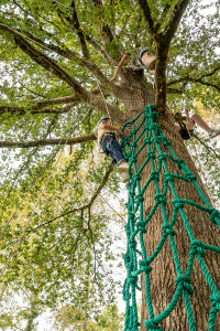 Vue d'une fillette sur des cordes vertes accrochées aux branches d'un immense arbre. 2 adultes sont en train de monter plus haut et toutes sont accrochées à un harnais.