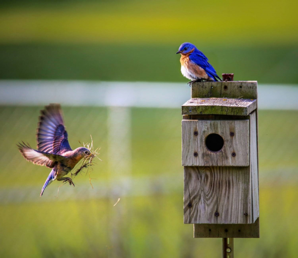 Un oiseau transportant des feuilles dans son bec pour faire son nid